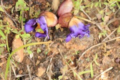 Aeginetia pedunculata